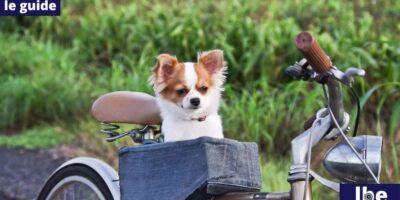 come portare cane in bicicletta