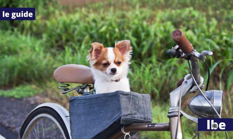 come portare cane in bicicletta